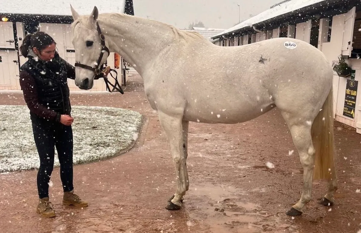 Thoroughbred Mare - Image 1