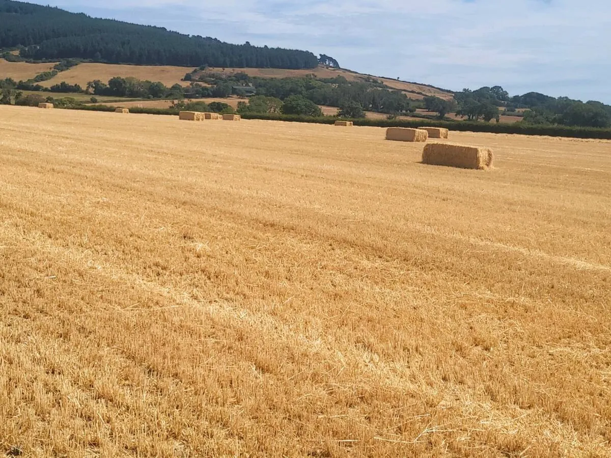 Straw - Image 2