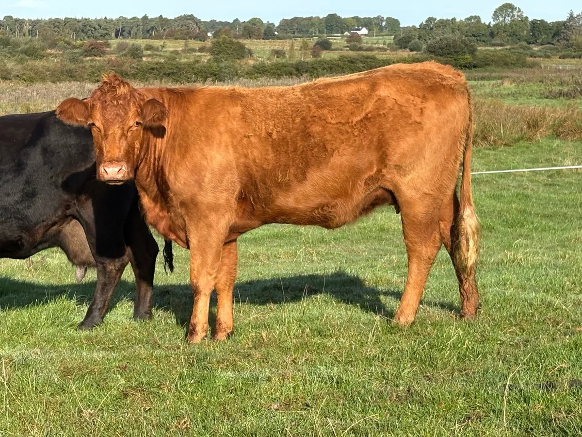 4 smashing limousine spring calving cows - Image 1