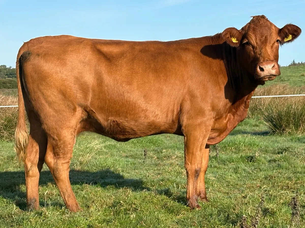 4 smashing limousine spring calving cows - Image 4