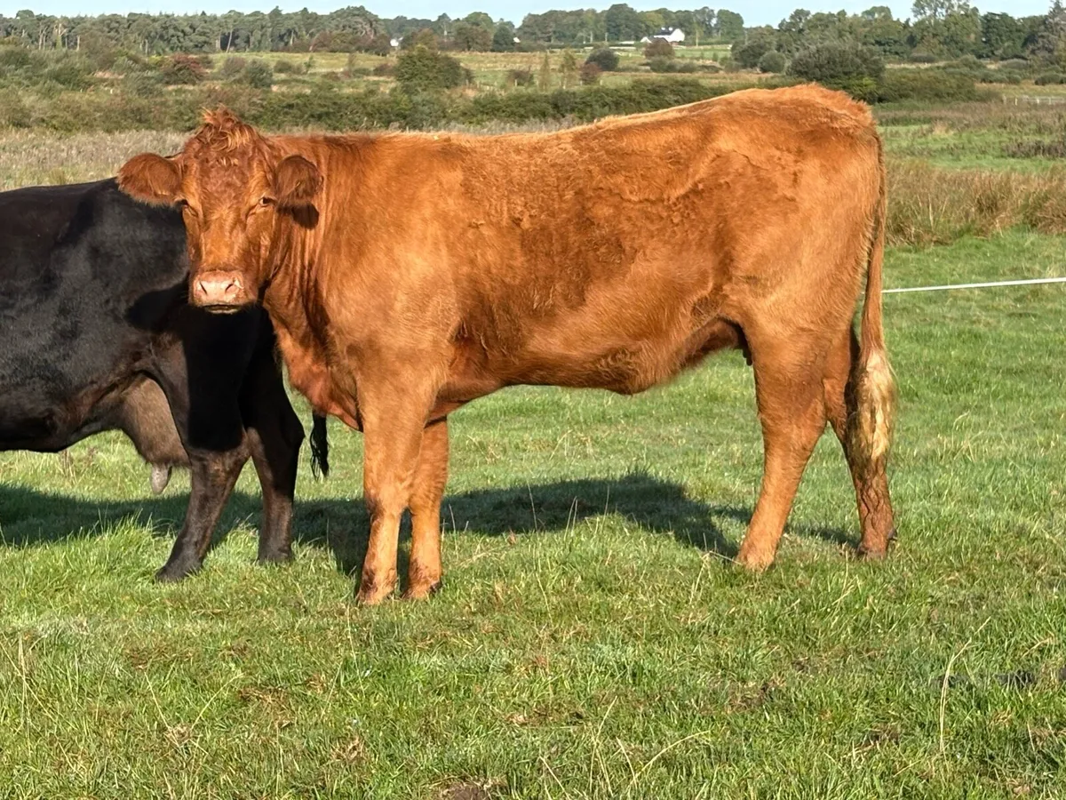 4 smashing limousine spring calving cows - Image 2