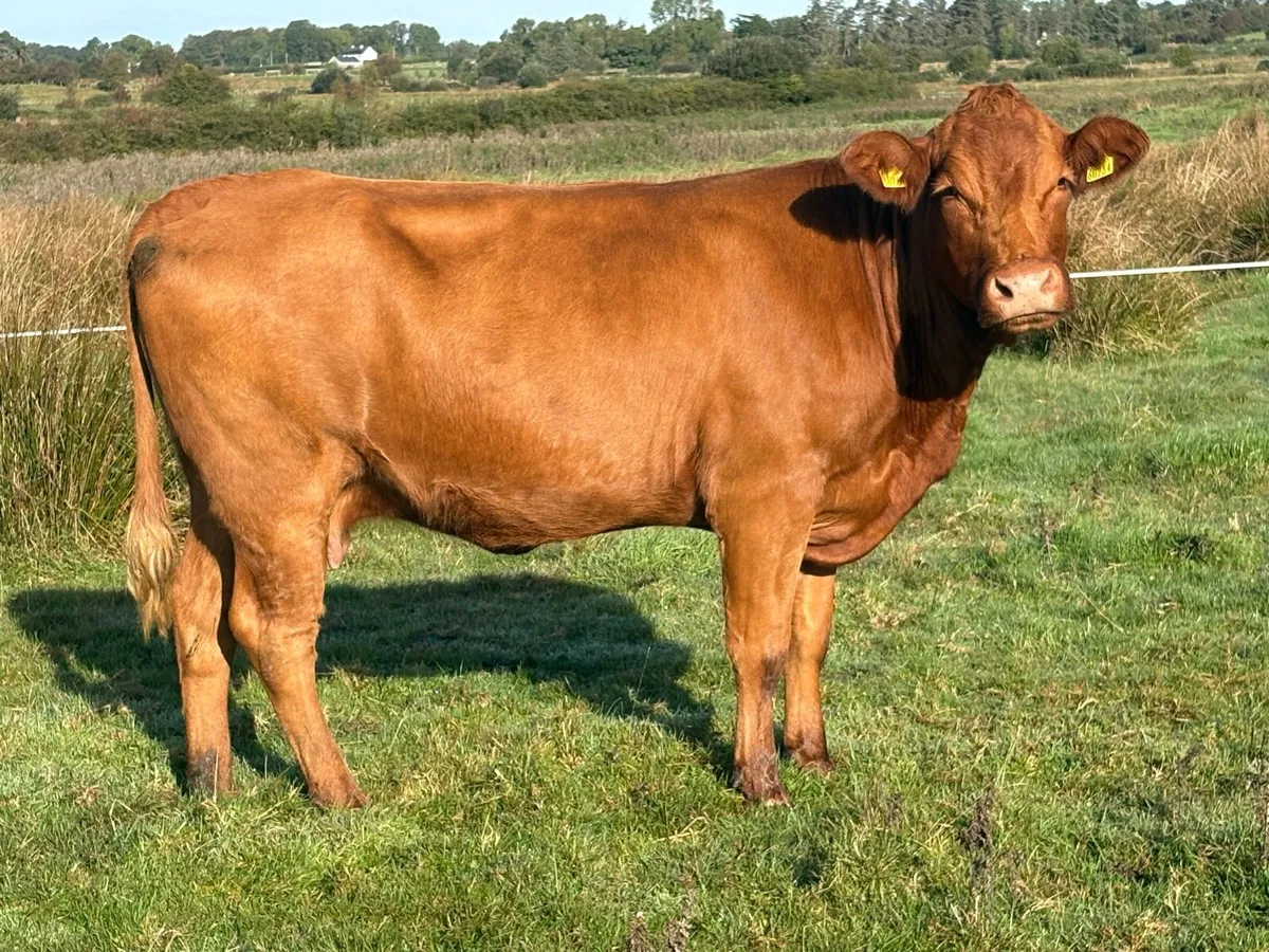 4 smashing limousine spring calving cows - Image 3