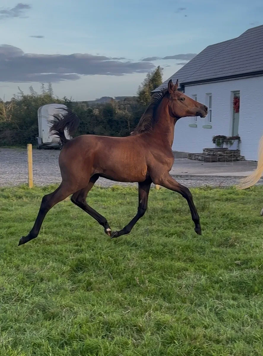 Filly foal from 1.50/4* star family - Image 1