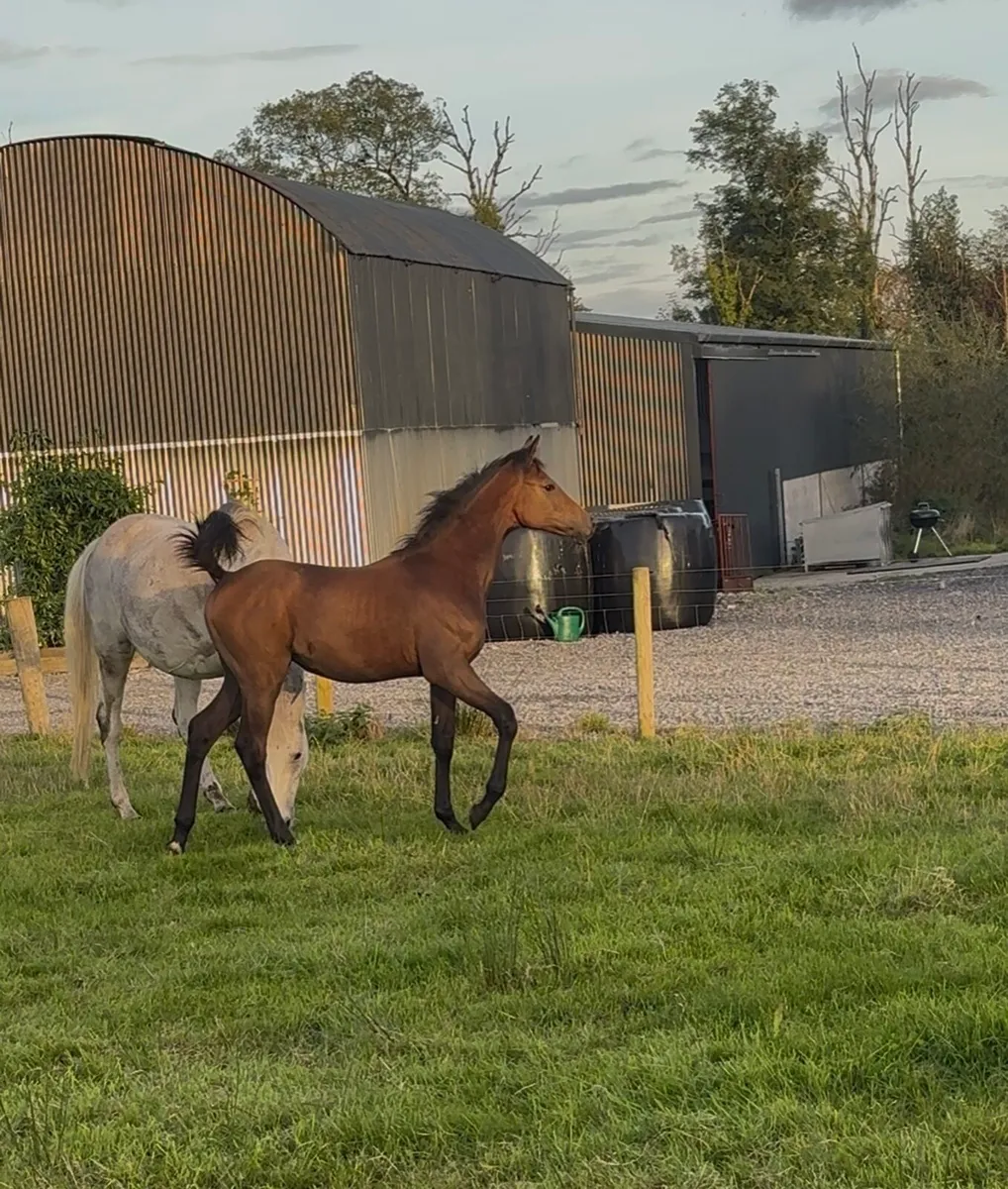 Filly foal from 1.50/4* star family - Image 2