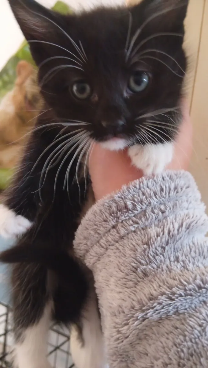 Beautiful kittens - Image 2