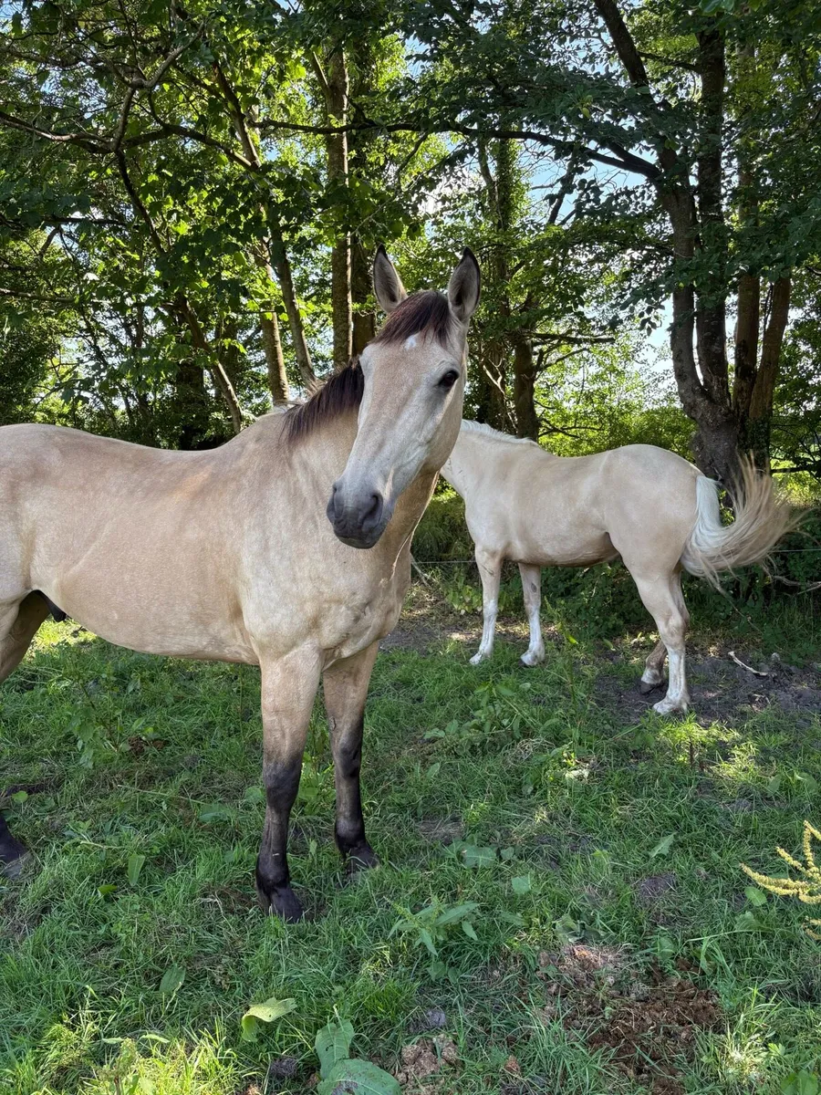 16.3 Dun Gelding - Image 1