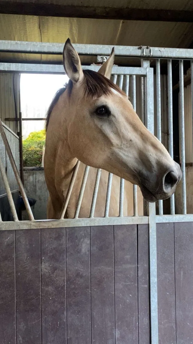 16.3 Dun Gelding - Image 2