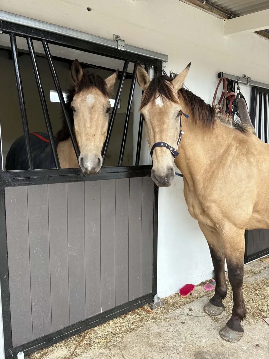 16.3 Dun Gelding - Image 3