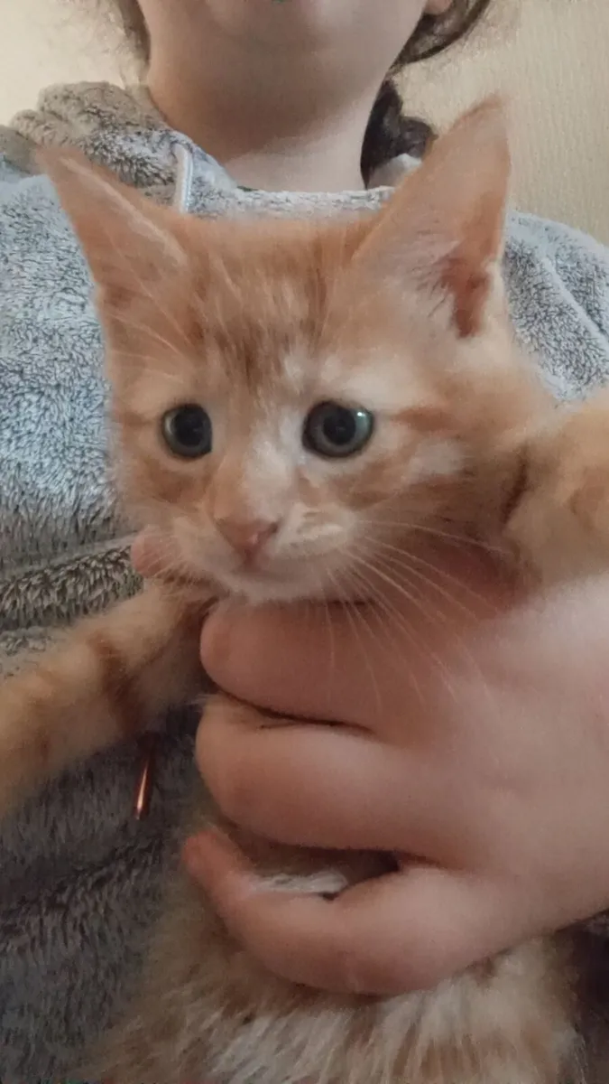 Beautiful kittens - Image 1