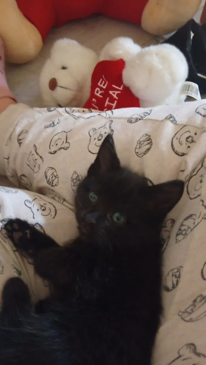 Beautiful kittens - Image 3