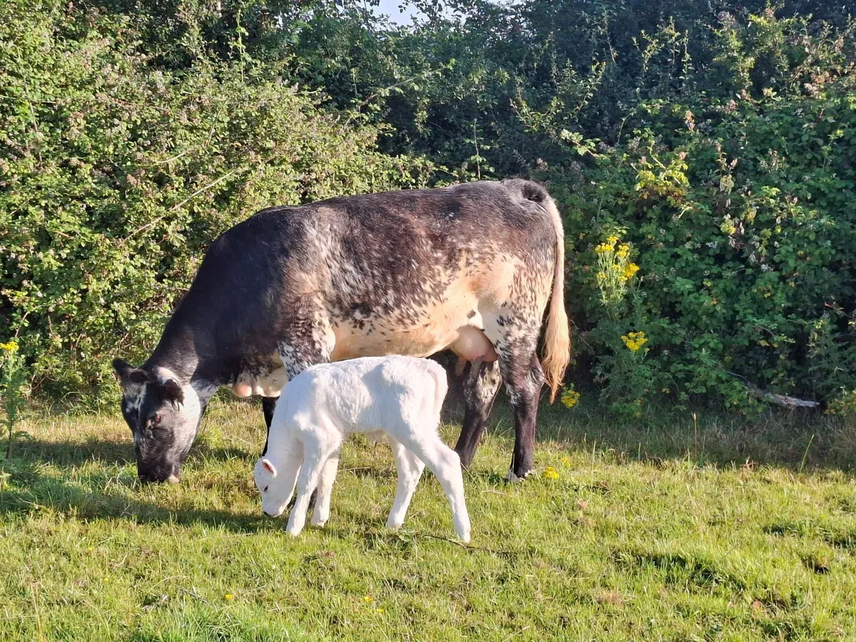 Calved Sucklers - Image 2
