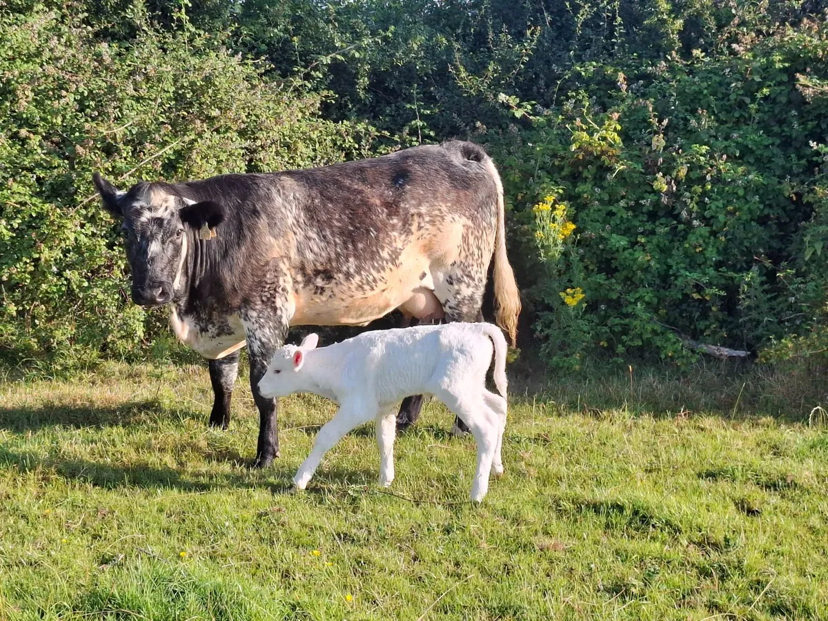 Calved Sucklers - Image 1