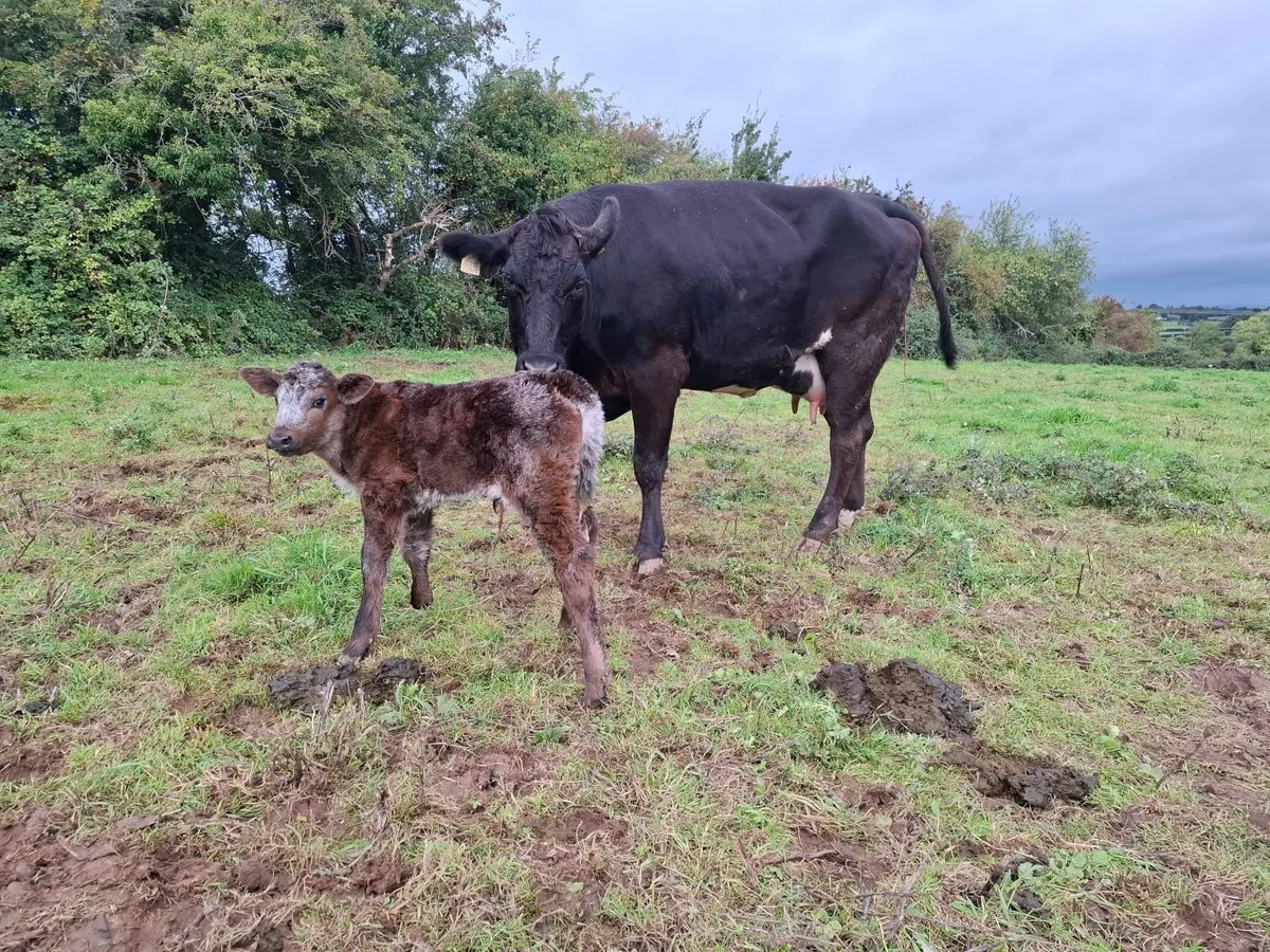 Calved Sucklers - Image 3