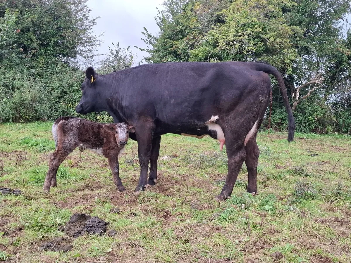 Calved Sucklers - Image 4