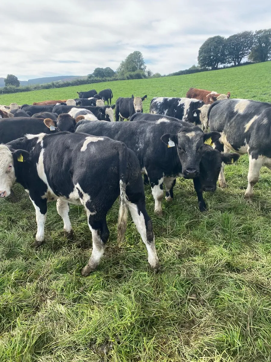 Weanlings - Image 1