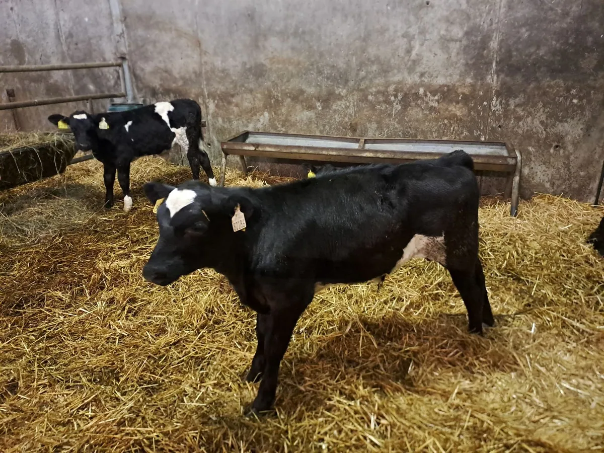 Weaned Full Symbol Organic Angus Calves - Image 3