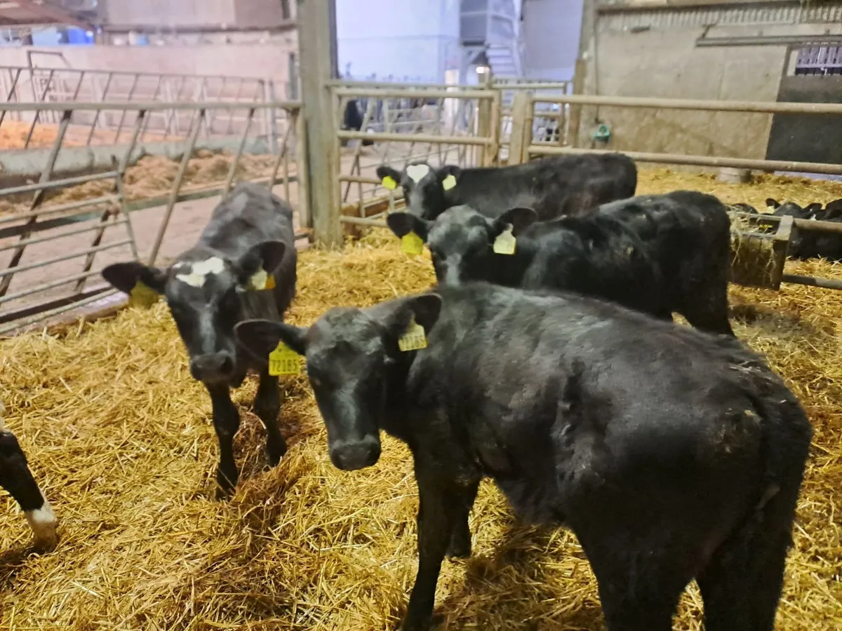 Weaned Full Symbol Organic Angus Calves - Image 4
