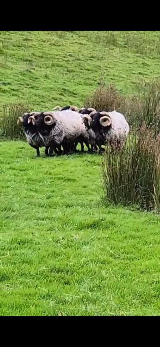Blackface rams - Image 2