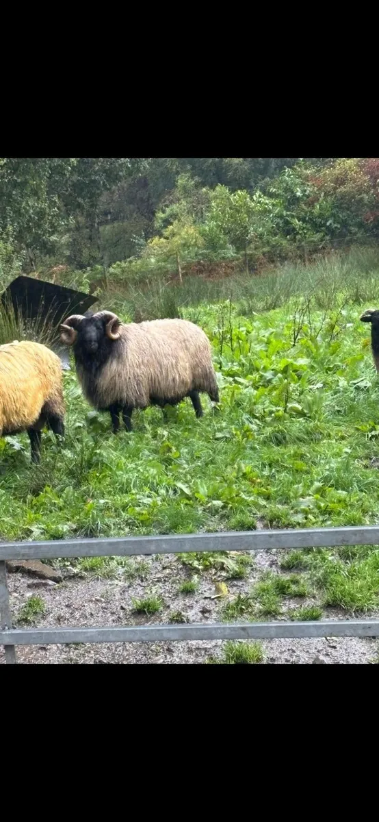 Blackface rams - Image 3