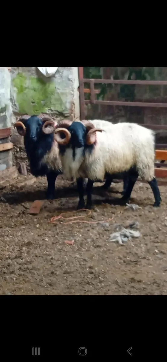 Blackface rams - Image 1