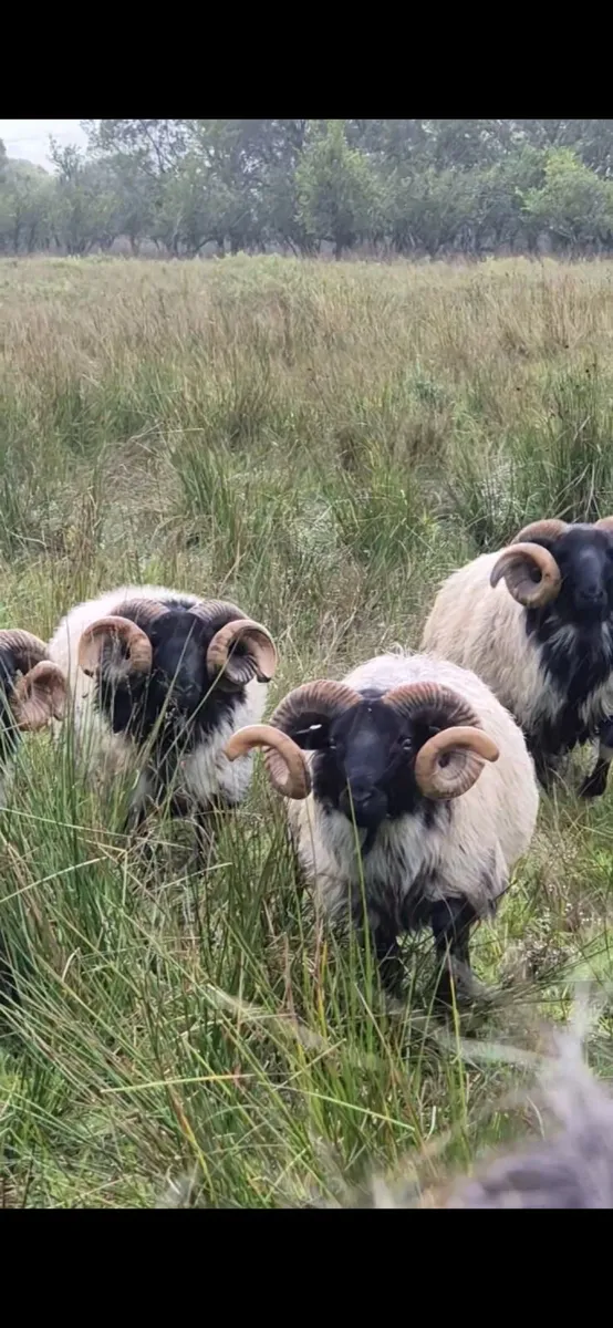 Blackface rams - Image 4