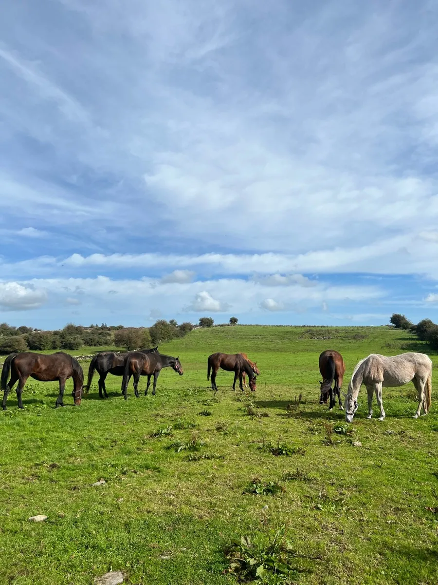 Retirement Sale of TB Mares Geldings Fillies - Image 1