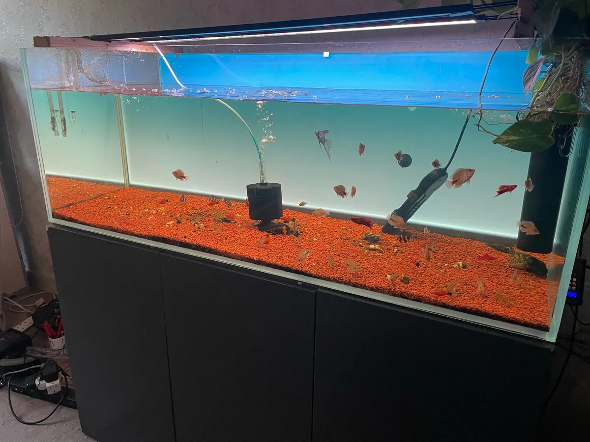 Fish tank 500 litre Optiwhite Full LED Background - Image 2
