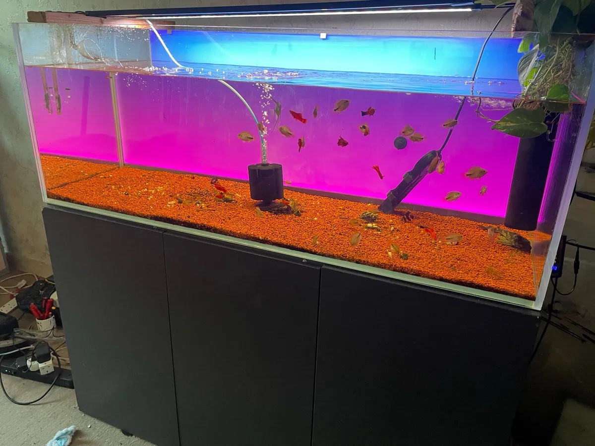 Fish tank 500 litre Optiwhite Full LED Background - Image 4