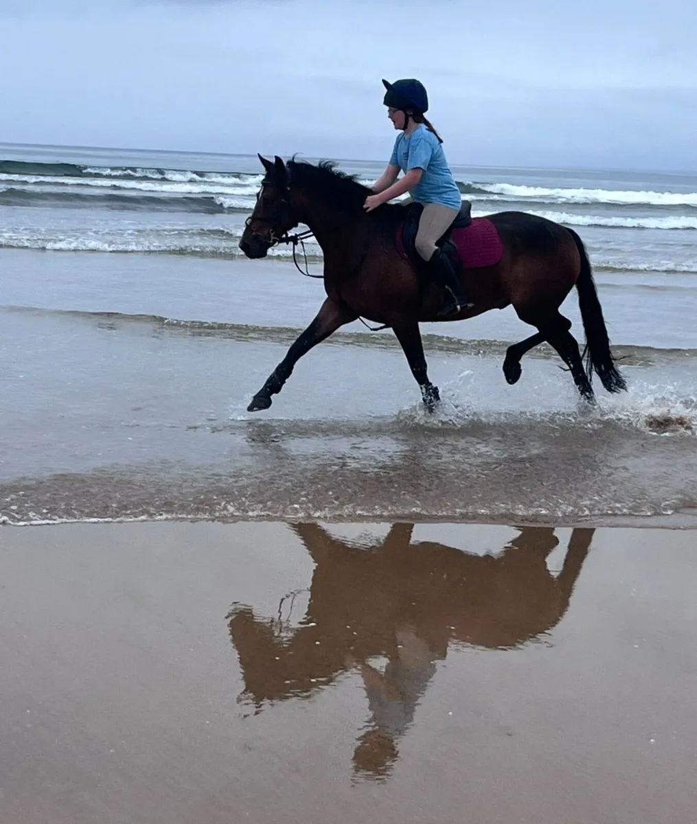 Beautiful fun Pony Club pony - Image 3