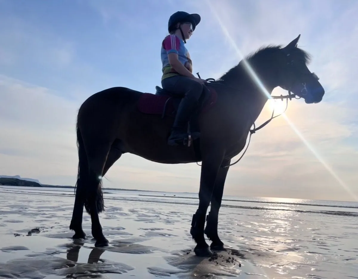 Beautiful fun Pony Club pony - Image 2