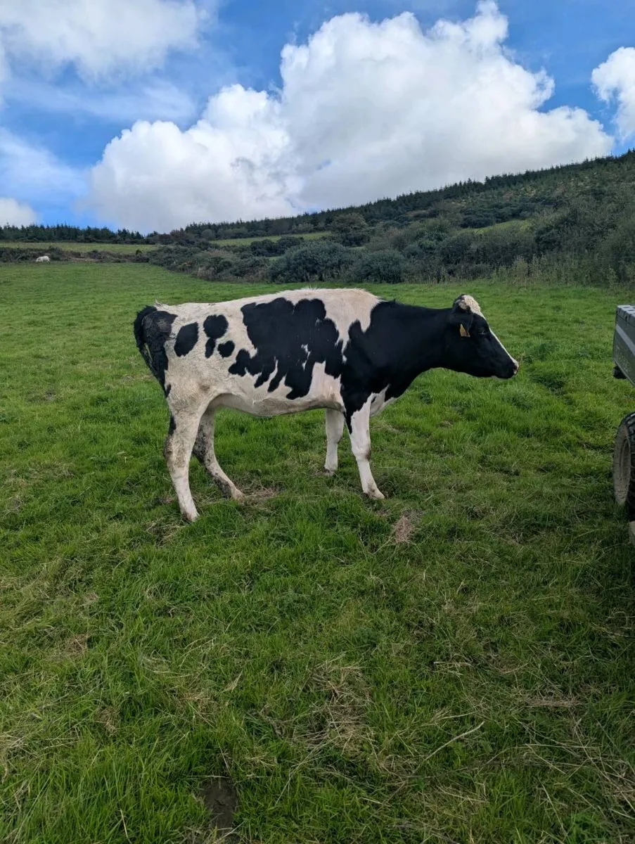 Calved incalf Friesian - Image 3