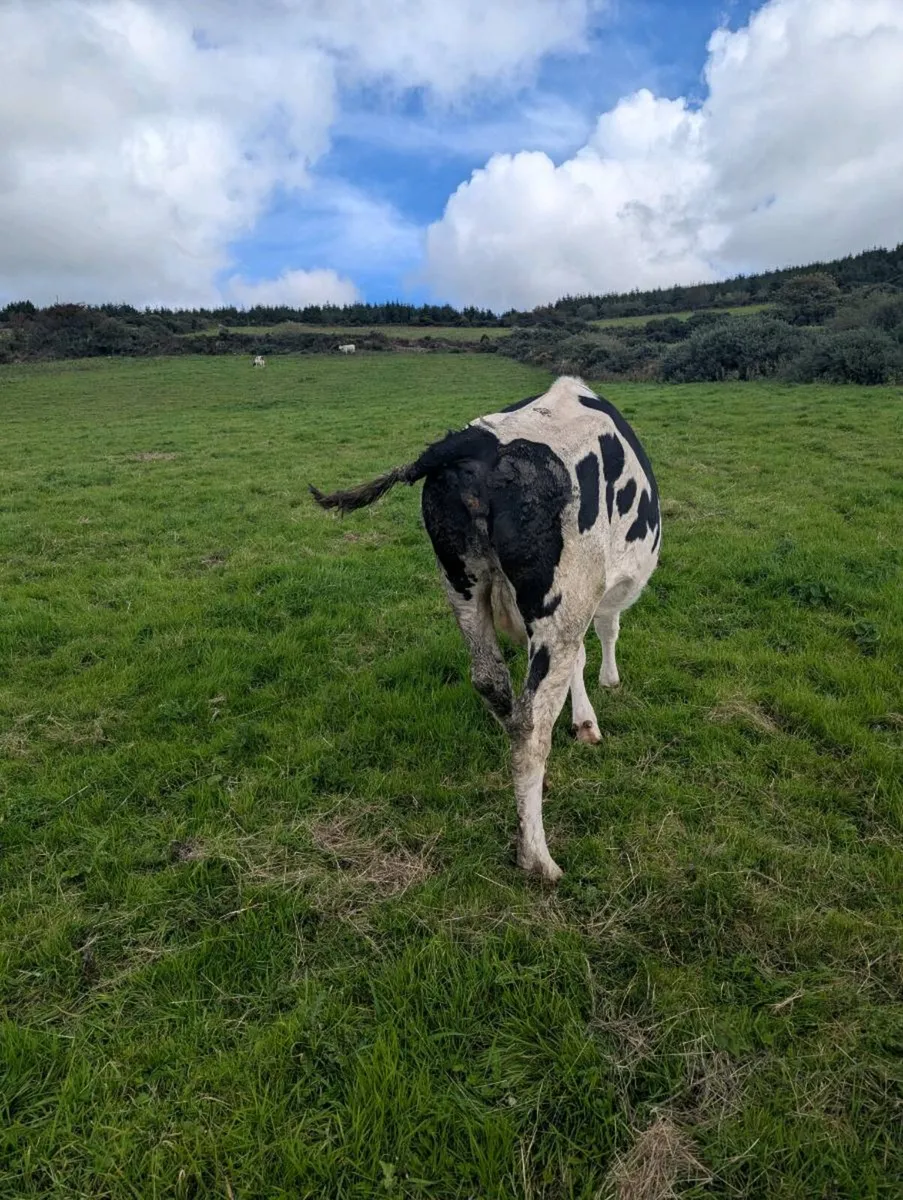 Calved incalf Friesian - Image 1