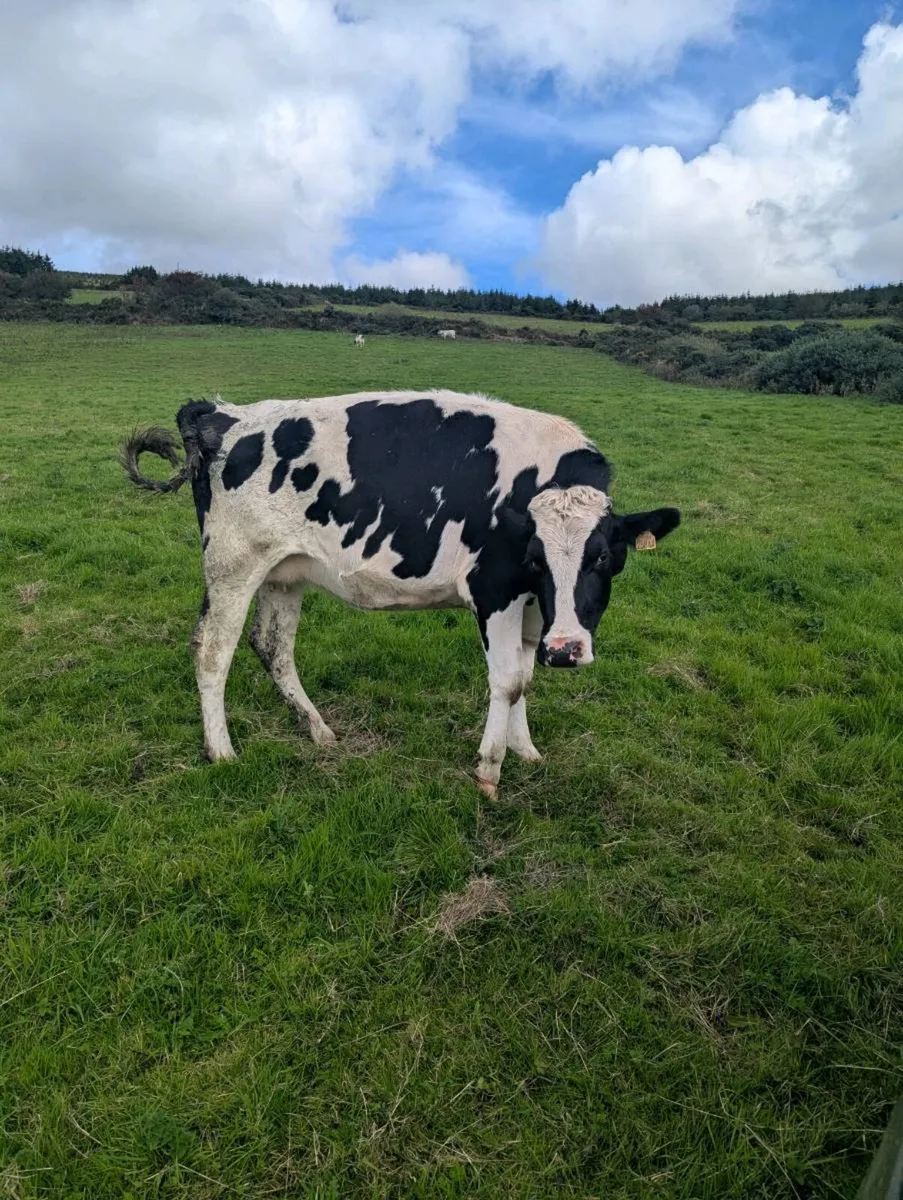 Calved incalf Friesian - Image 2