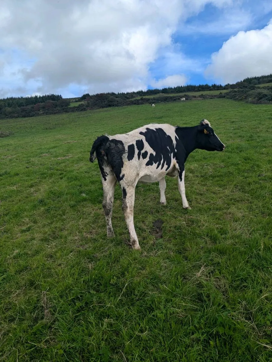 Calved incalf Friesian - Image 4