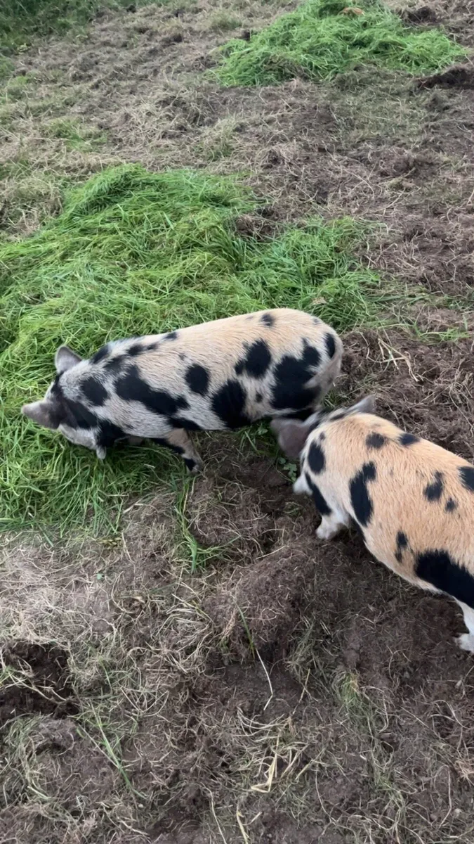 Kune kune piglets - Image 3