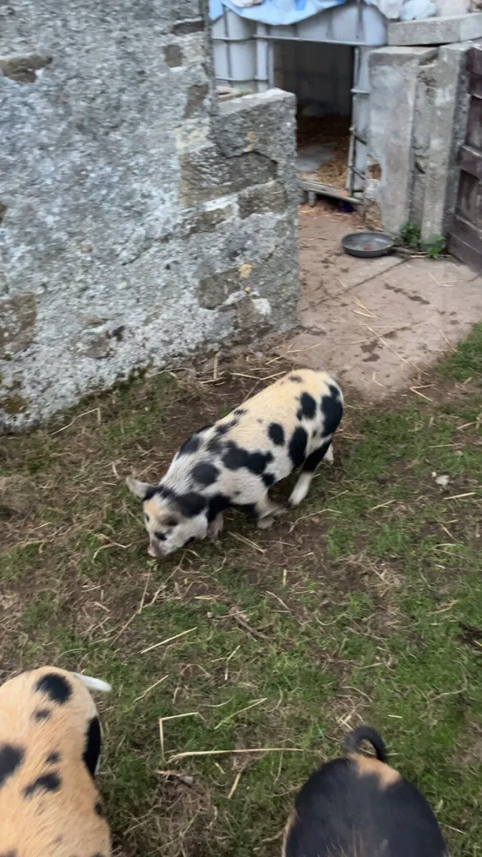 Kune kune piglets - Image 4