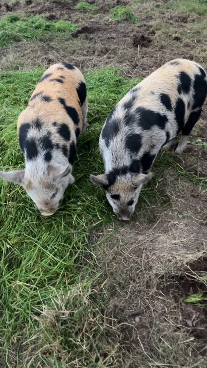 Kune kune piglets - Image 2