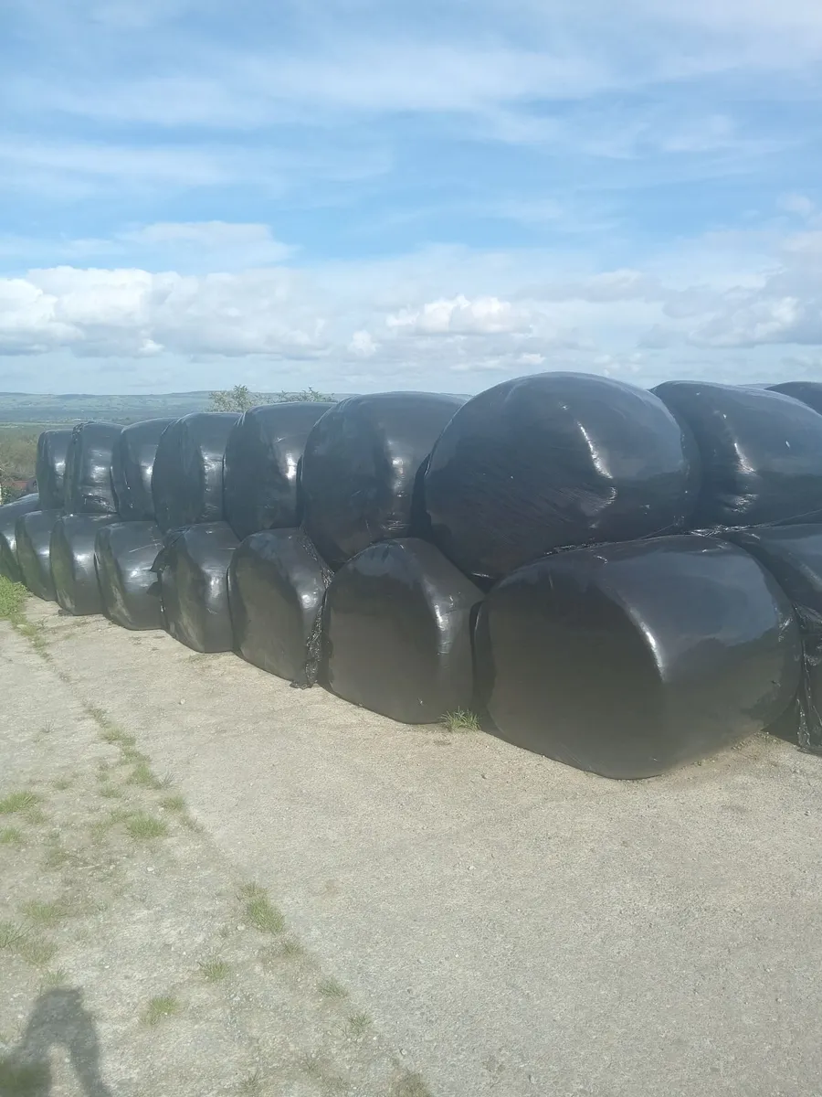 silage bales - Image 2