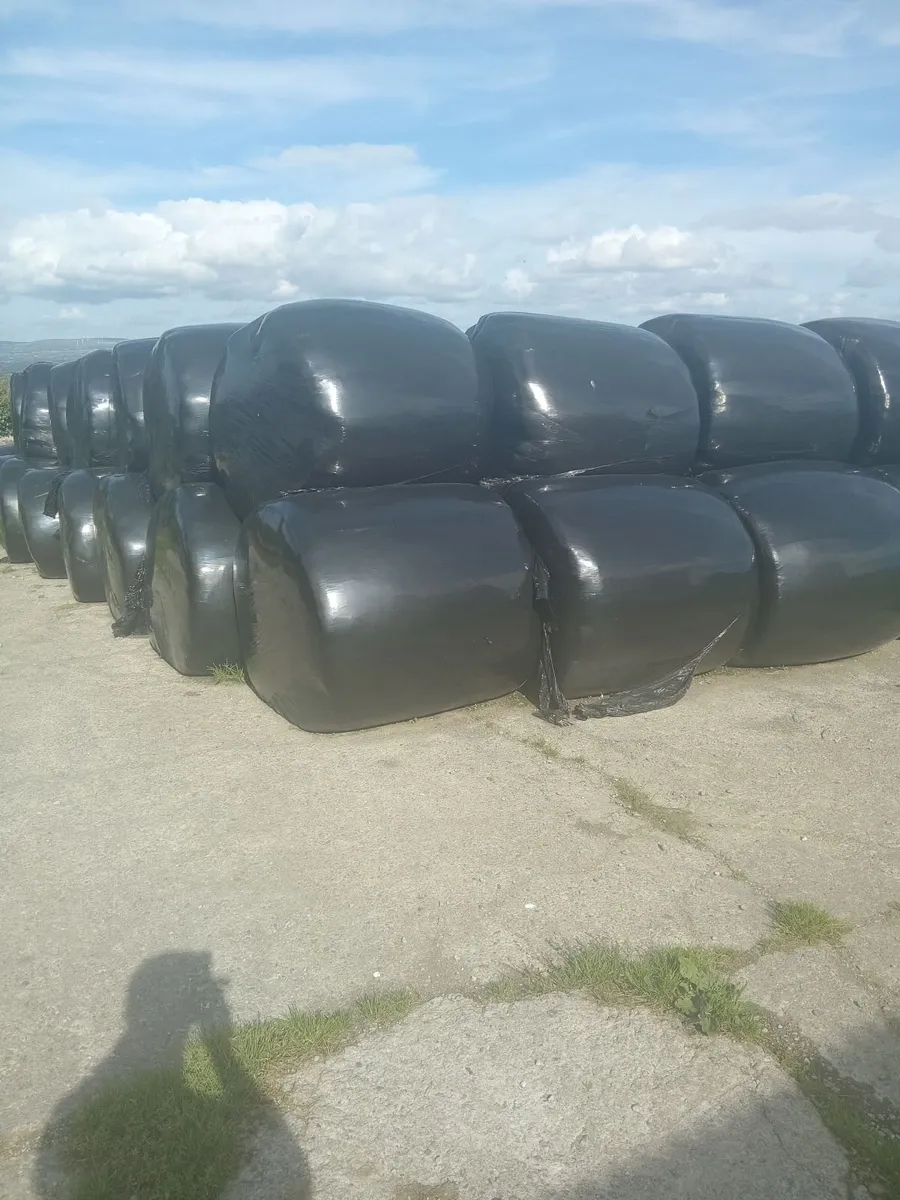 silage bales - Image 1