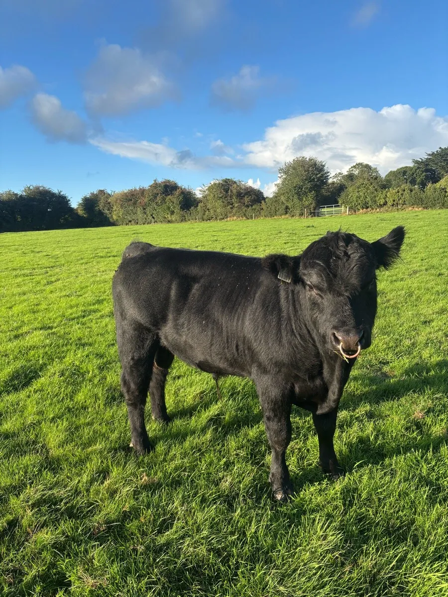 Angus bull - Image 1