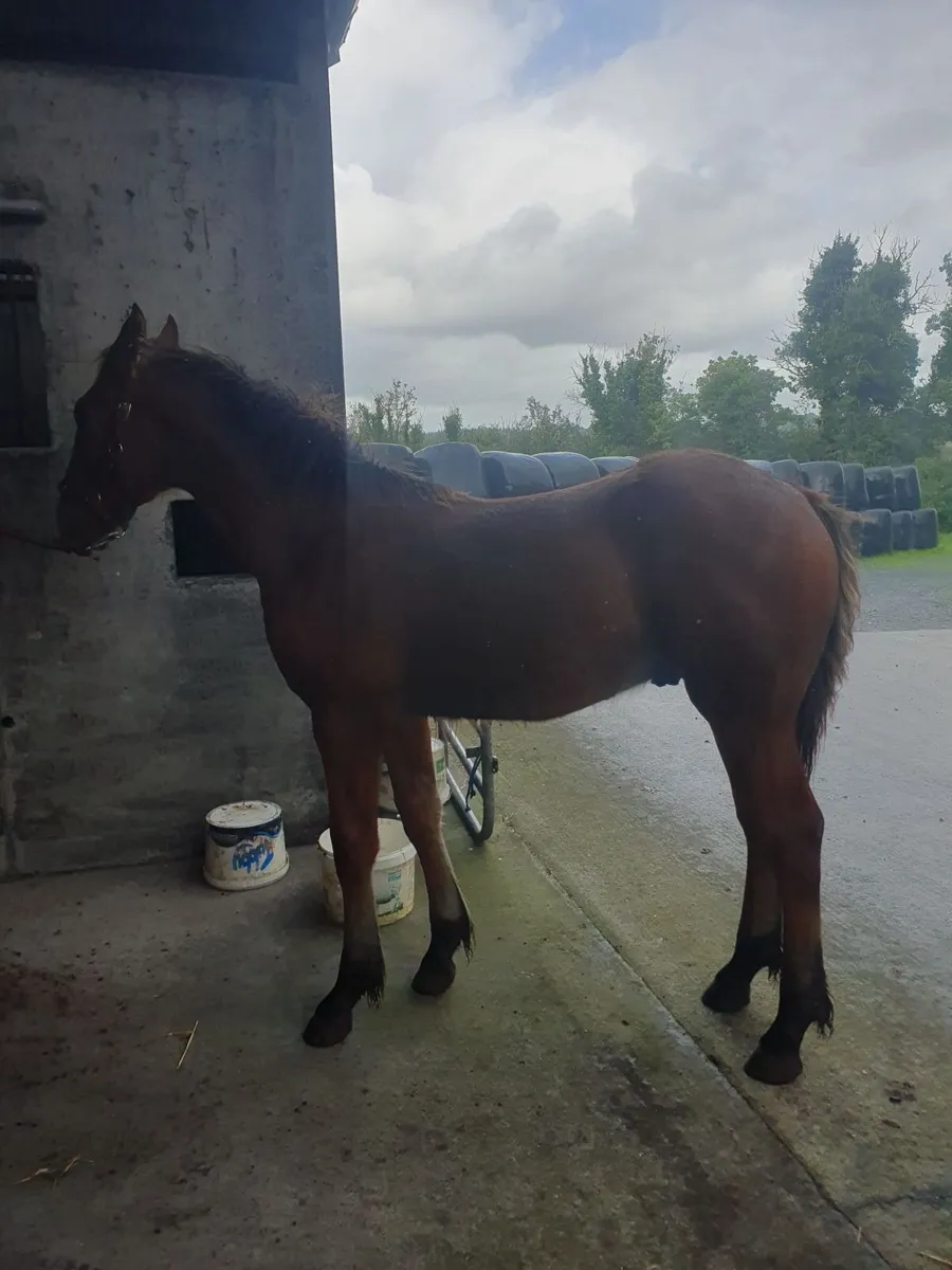 Irish draught colt foal - Image 1