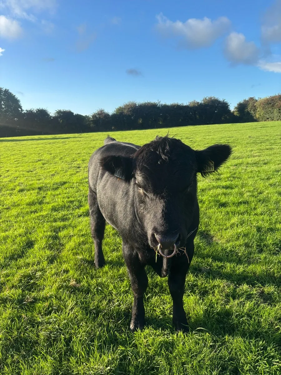 Angus bull - Image 2