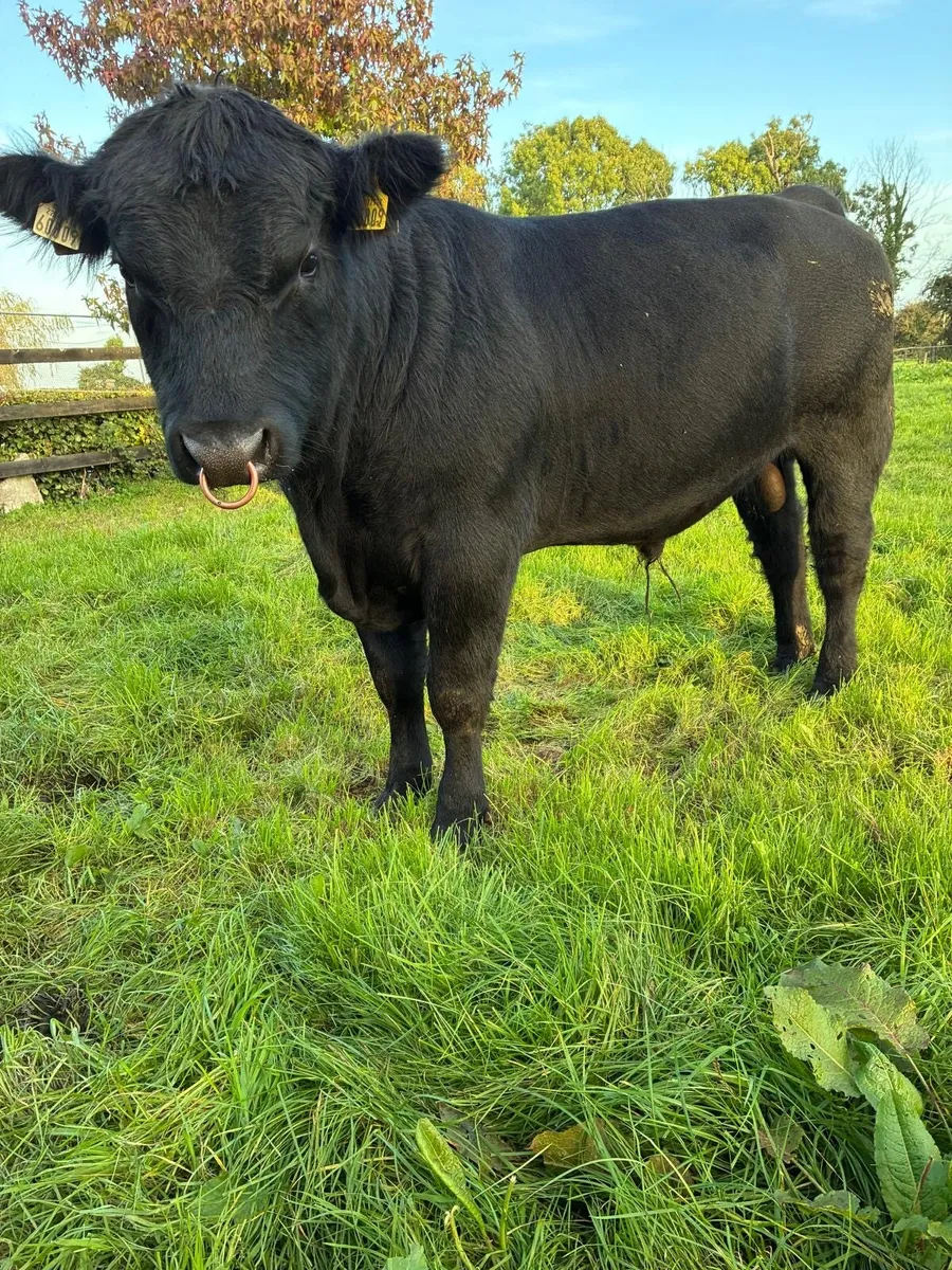 Angus bull - Image 3
