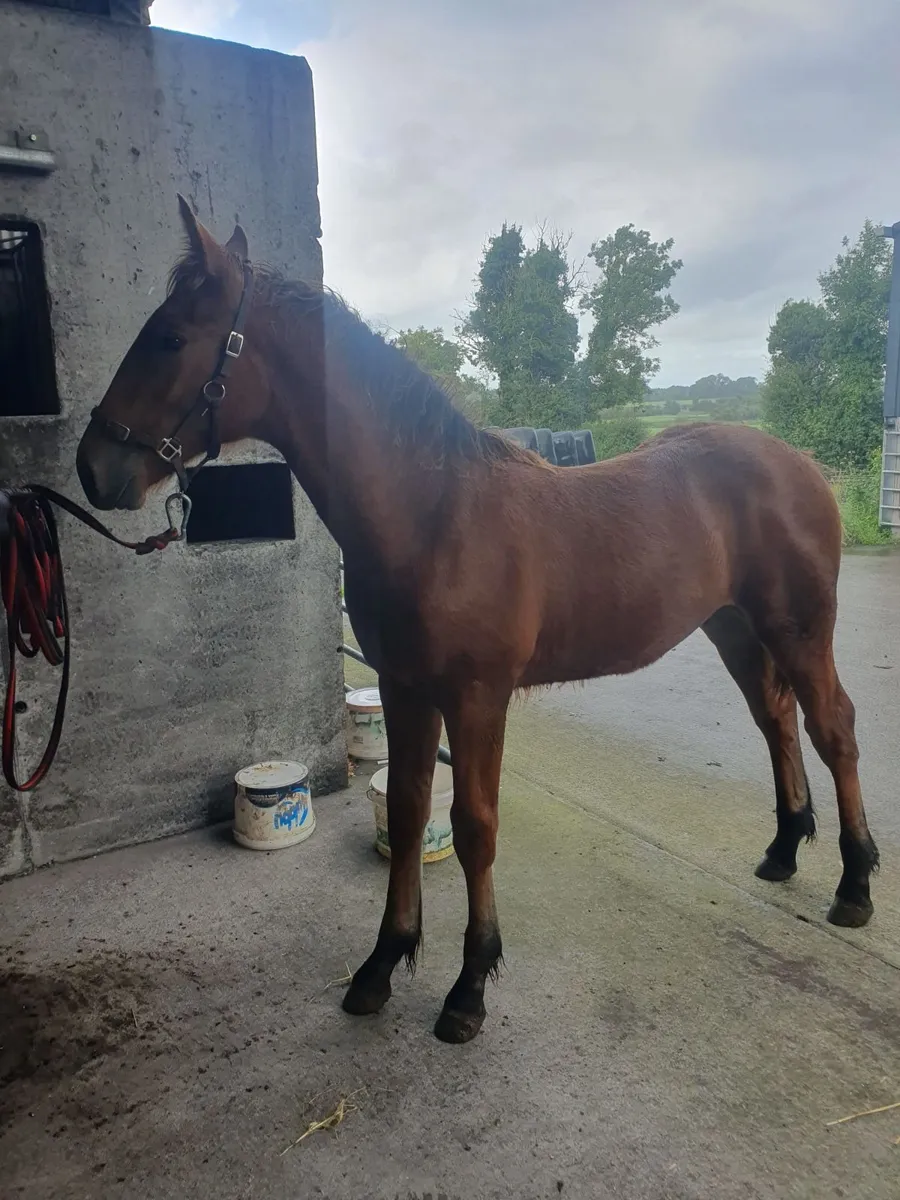 Irish draught colt foal - Image 3