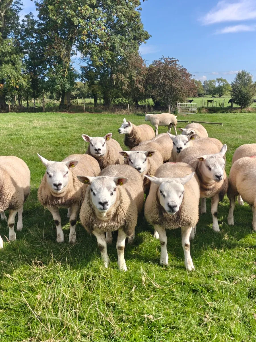 Pedigree Texel ram lambs - Image 1