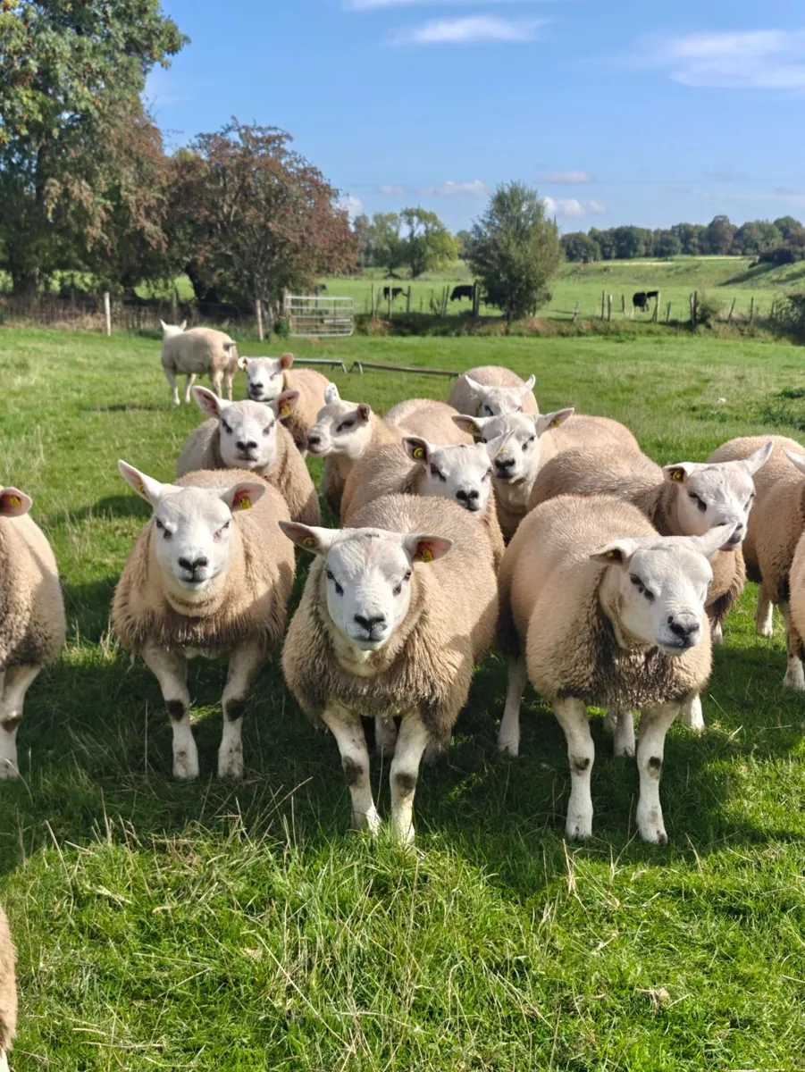 Pedigree Texel ram lambs - Image 2