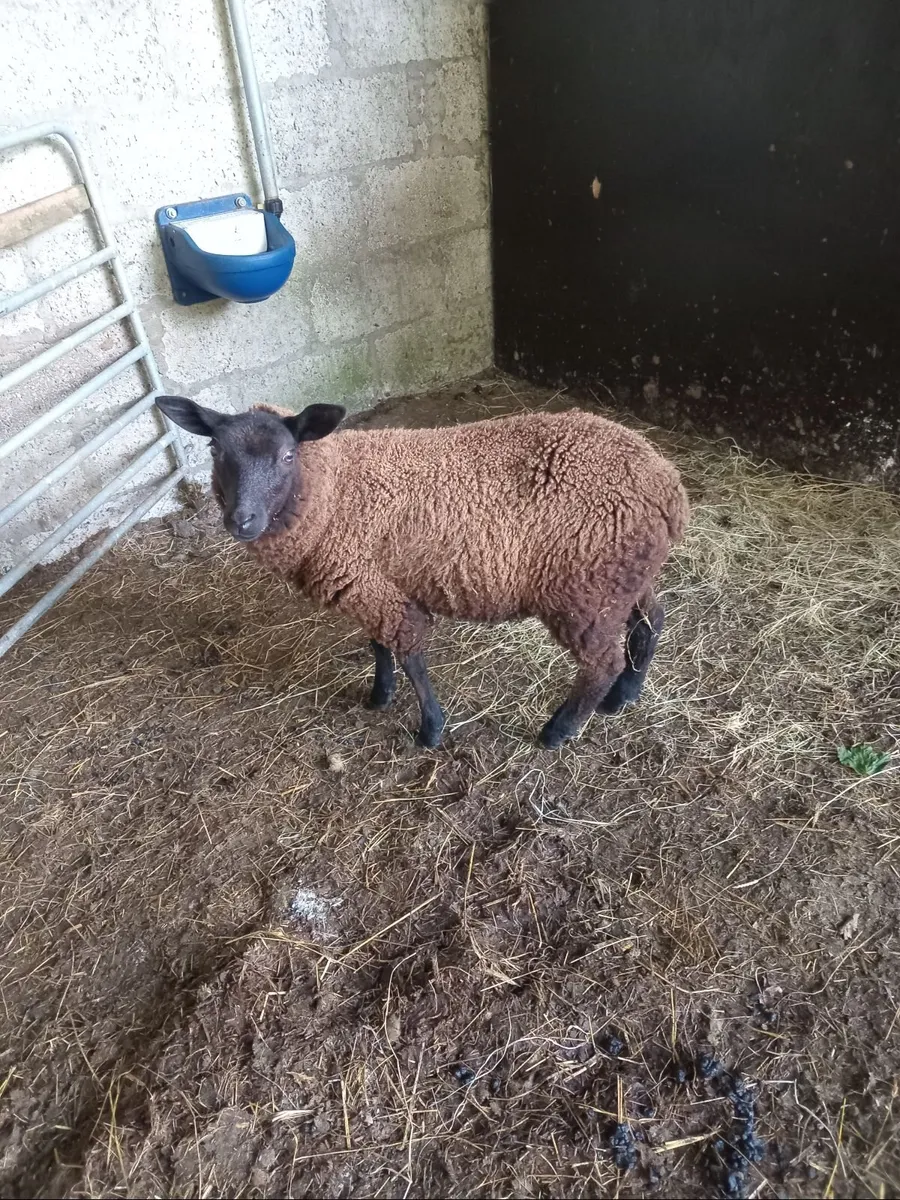 Black ewe lamb - Image 1