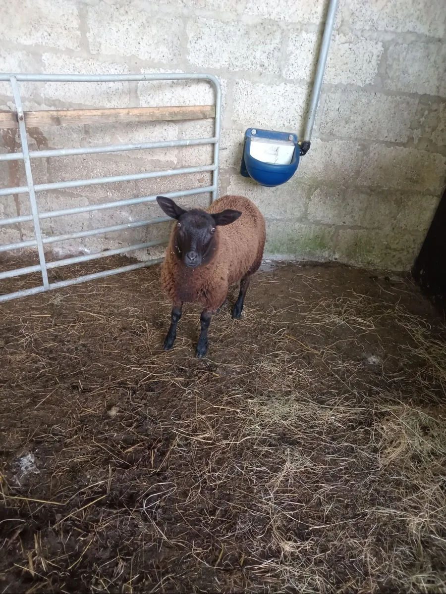Black ewe lamb - Image 2