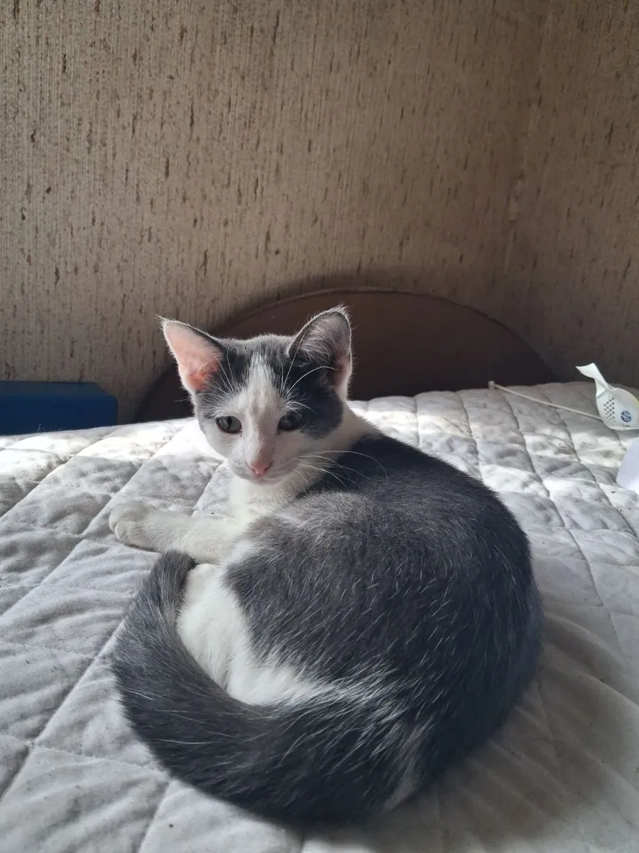 Kittens for good home - Image 1