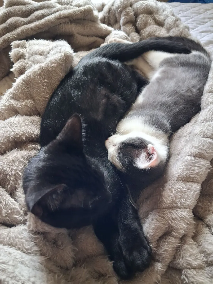 Kittens for good home - Image 2
